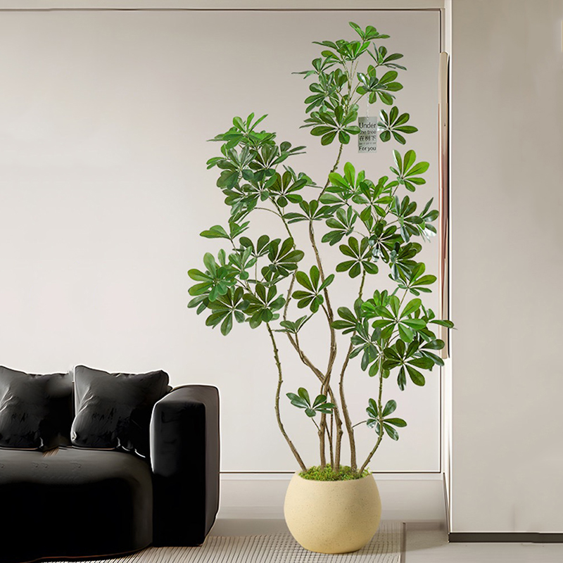 ต้นไทรเทียมขนาดใหญ่31-74in ต้น - Rubber Plant Ficus บทวิจารณ์และราคา