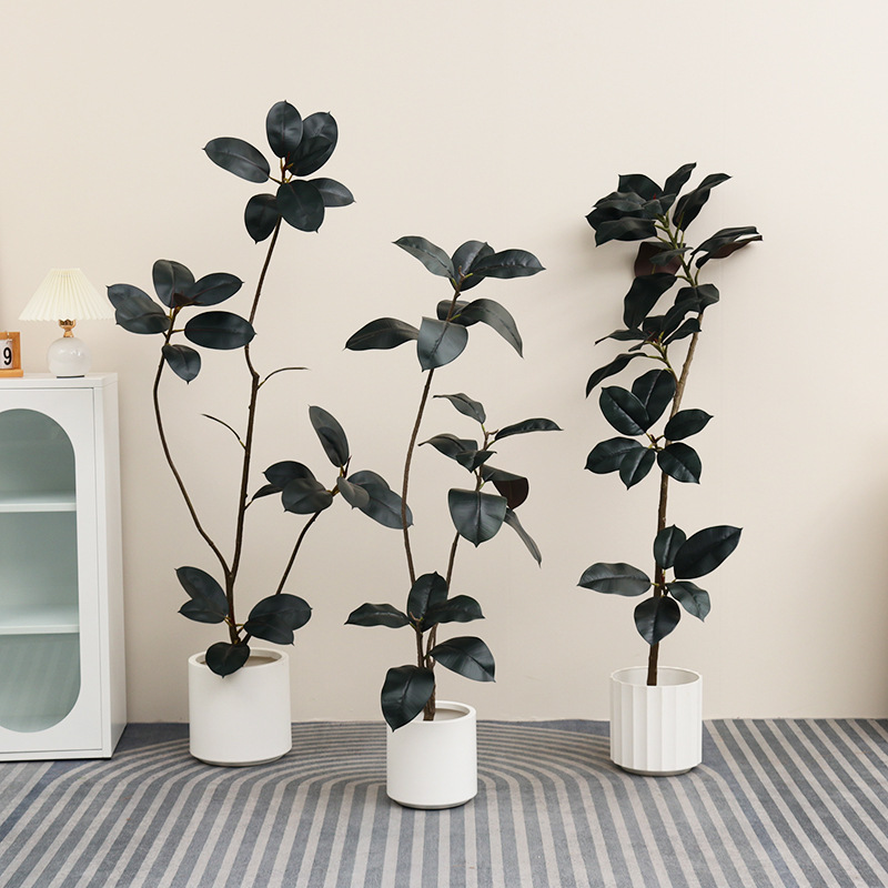 ต้นยางปลอมในกระถางพลาสติก ต้นไ - Rubber Plant Ficus บทวิจารณ์และราคา