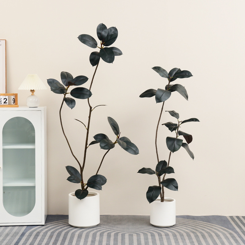 ต้นยางปลอมในกระถางพลาสติก ต้นไ - Rubber Plant Ficus บทวิจารณ์และราคา